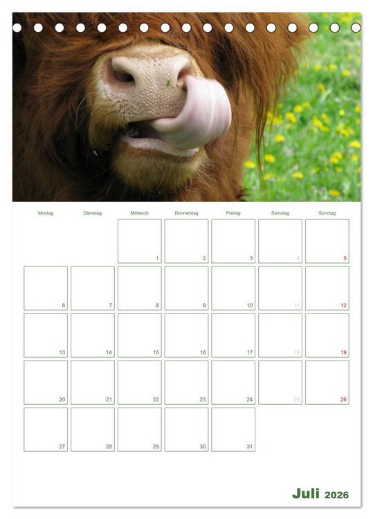 Produktbild: Kuhle K&uuml;he 2026 (Tischkalender 2026 DIN A5 hoch), CALVENDO Monatskalender