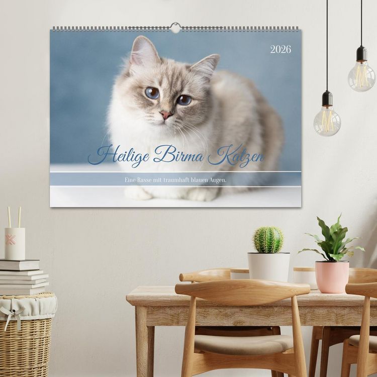 Produktbild: Heilige Birma Katzen - Eine Rasse mit traumhaft blauen Augen. (Wandkalender 2026 DIN A2 quer), CALVENDO Monatskalender