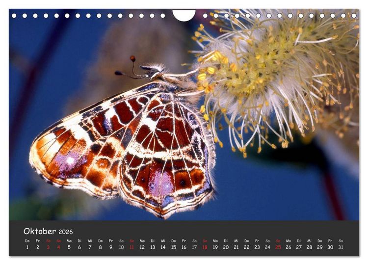 Produktbild: Wundersch&ouml;ne Schmetterlinge (Wandkalender 2026 DIN A4 quer), CALVENDO Monatskalender