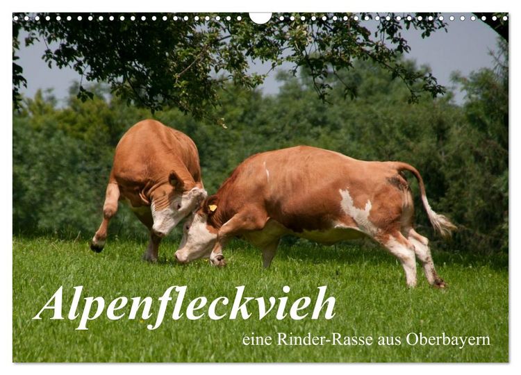 Produktbild: Alpenfleckvieh (Wandkalender 2026 DIN A3 quer), CALVENDO Monatskalender