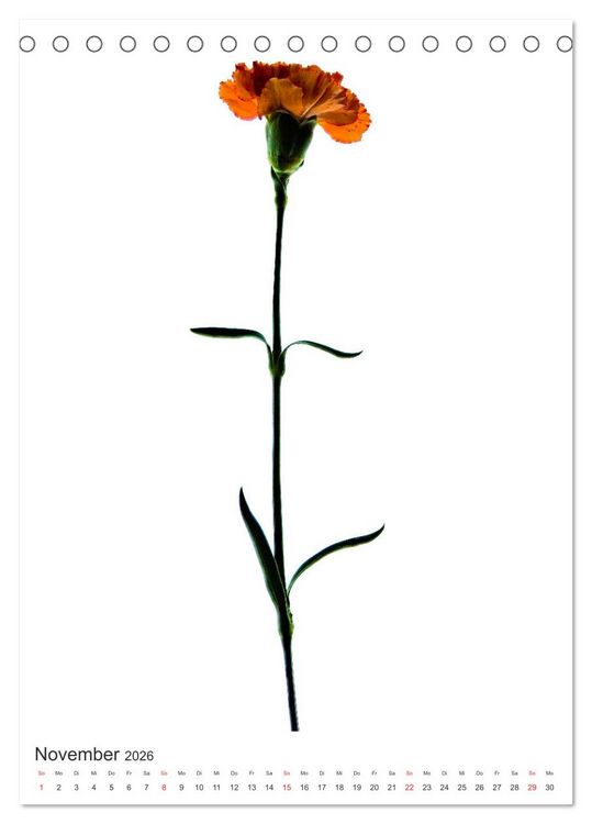 Produktbild: Blumen pur (Tischkalender 2026 DIN A5 hoch), CALVENDO Monatskalender