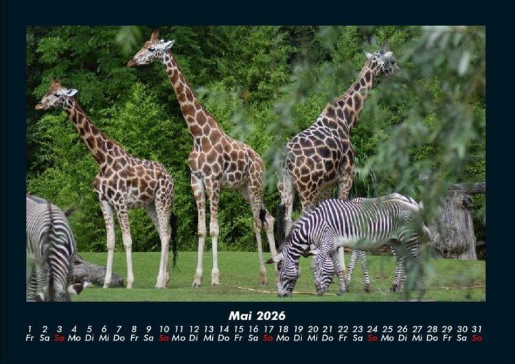 Produktbild: Giraffen 2026 Fotokalender DIN A4