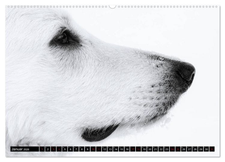 Produktbild: Wei&szlig;e Sch&auml;ferhunde in sch&ouml;nen Landschaften (Wandkalender 2026 DIN A2 quer), CALVENDO Monatskalender