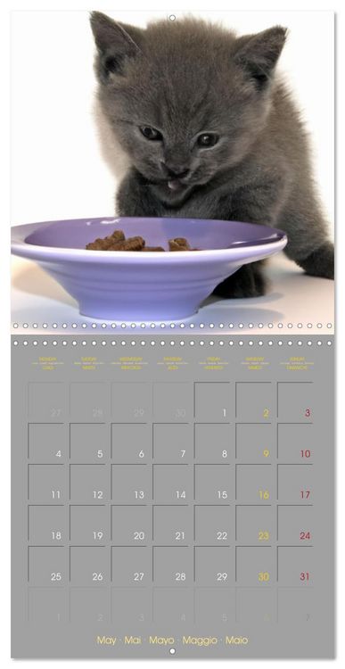Produktbild: La vie de chatons (Calendrier mural carr&eacute; 2026 30x30 cm) Calendrier double avec une page pour vos prises de notes