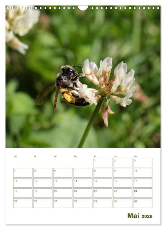 Produktbild: Wildbienen-Terminplaner 2026 (Wandkalender 2026 DIN A3 hoch), CALVENDO Monatskalender