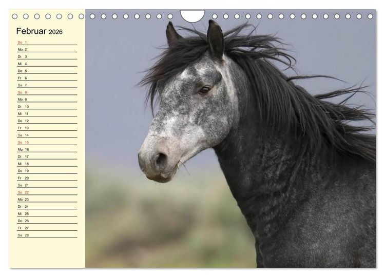 Produktbild: Wilde Pferde. Mustangs in USA (Wandkalender 2026 DIN A4 quer), CALVENDO Monatskalender