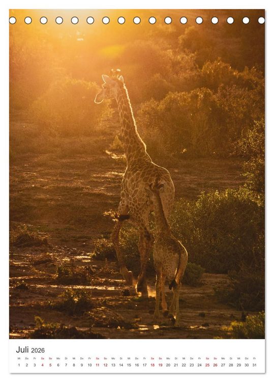 Produktbild: Giraffe - Bemerkenswerte Tiere. (Tischkalender 2026 DIN A5 hoch), CALVENDO Monatskalender