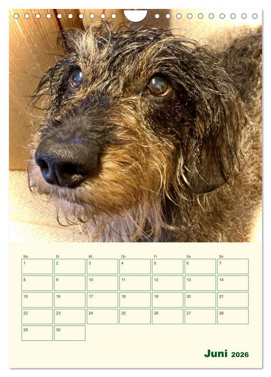 Produktbild: Schorschi &ndash; Ein Jahr mit dem bayrischen Rauhhaardackel (Wandkalender 2026 DIN A4 hoch), CALVENDO Monatskalender