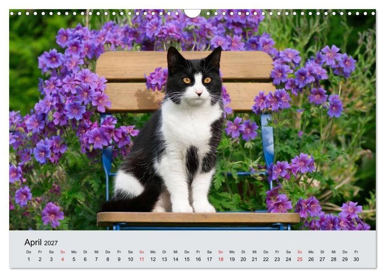 Produktbild: Katzen im Garten (Wandkalender 2027 DIN A3 quer), CALVENDO Monatskalender