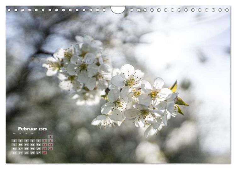 Produktbild: Fr&uuml;hlingstr&auml;ume in Wei&szlig; (Wandkalender 2026 DIN A4 quer), CALVENDO Monatskalender