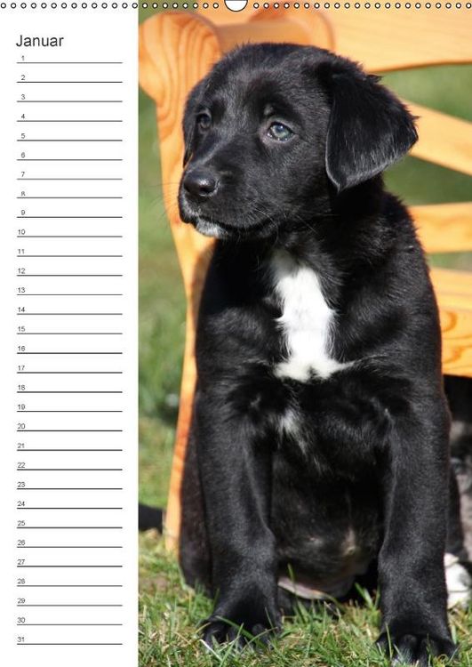 Produktbild: Der Aussie - Geburtstagskalender (Wandkalender immerw&auml;hrend DIN A2 hoch)