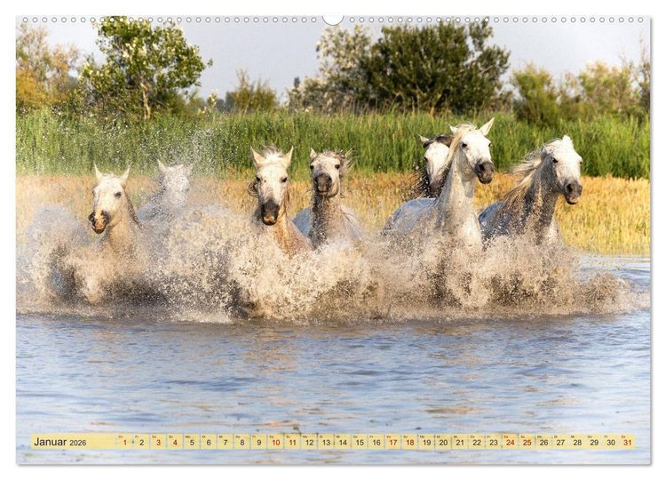 Produktbild: Die wilden Pferde der Camargue (hochwertiger Premium Wandkalender 2026 DIN A2 quer), Kunstdruck in Hochglanz