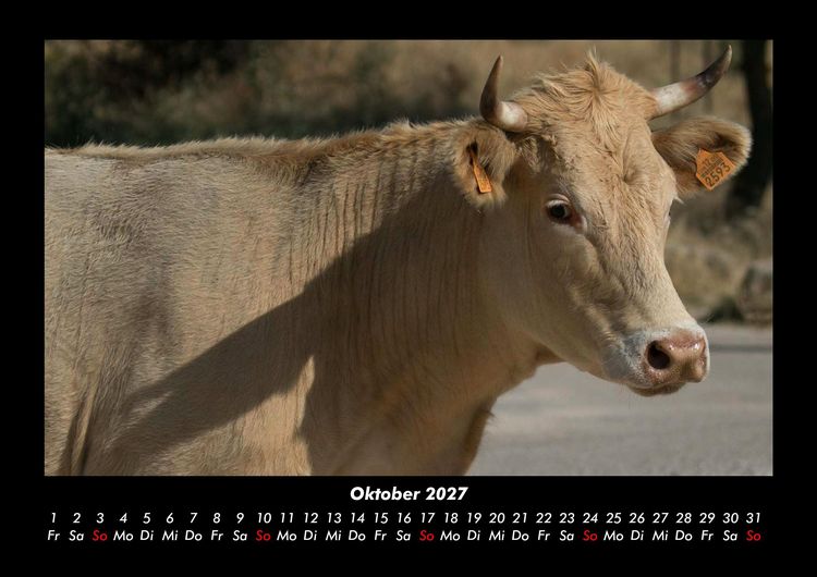 Produktbild: Kuhkalender 2027 Fotokalender DIN A3