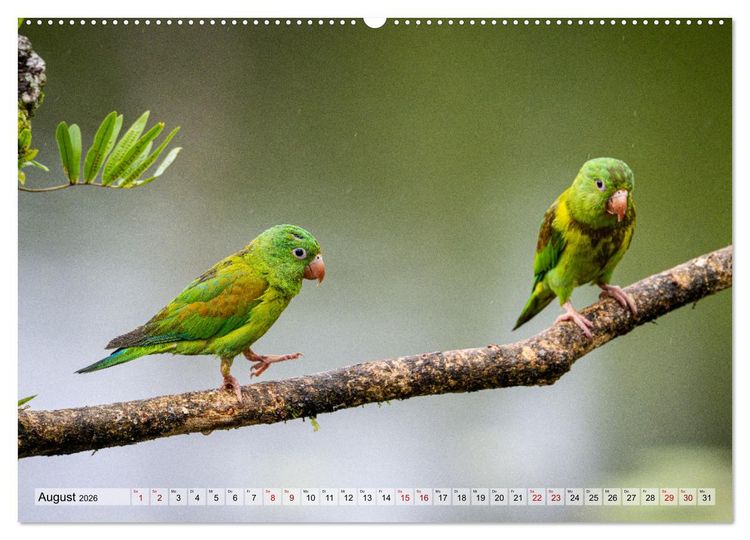 Produktbild: Phantastische Vogelwelt Costa Rica (Wandkalender 2026 DIN A2 quer), CALVENDO Monatskalender