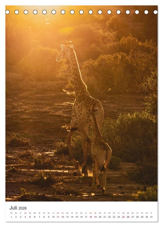 Produktbild: Giraffe - Bemerkenswerte Tiere. (Tischkalender 2026 DIN A5 hoch), CALVENDO Monatskalender