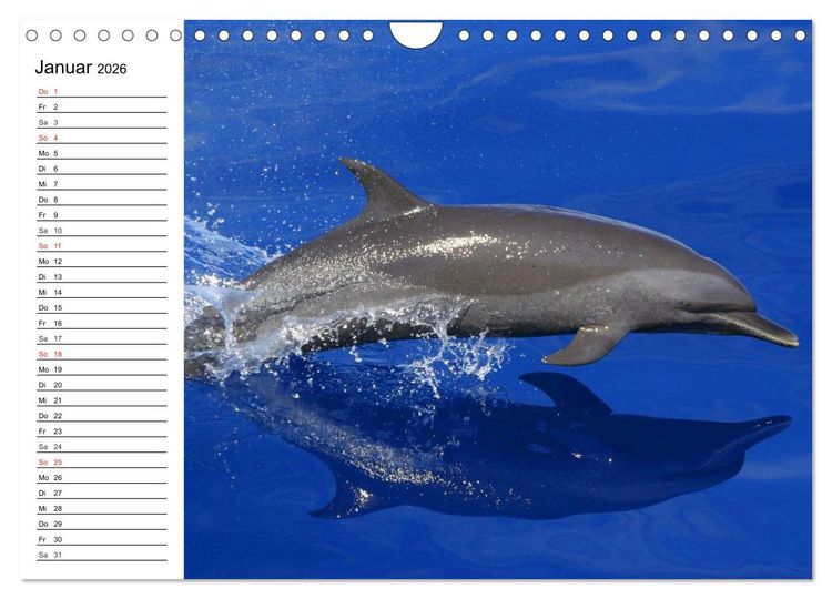 Produktbild: Delfine - L&auml;chelnde Intelligenz (Wandkalender 2026 DIN A4 quer), CALVENDO Monatskalender