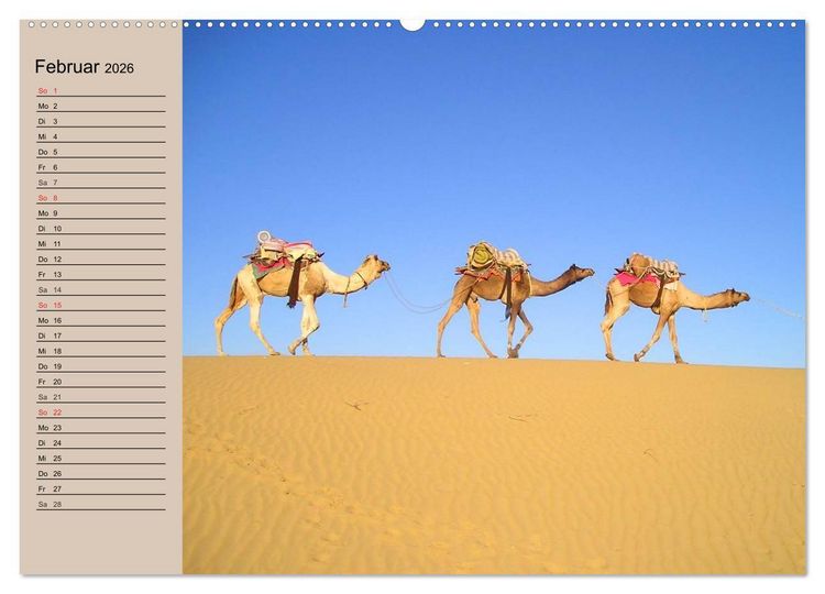 Produktbild: Kamele. Dromedar und Trampeltier (Wandkalender 2026 DIN A2 quer), CALVENDO Monatskalender