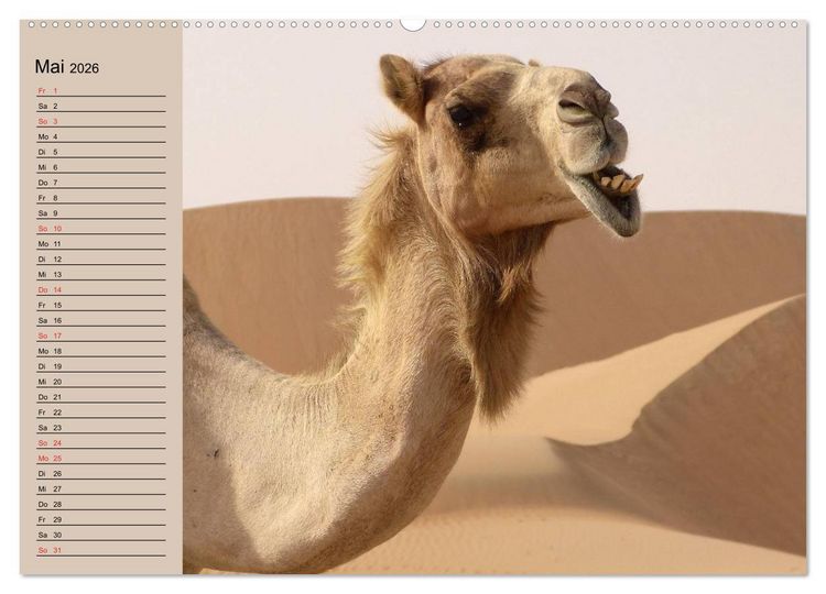 Produktbild: Kamele in der W&uuml;stensonne (hochwertiger Premium Wandkalender 2026 DIN A2 quer), Kunstdruck in Hochglanz