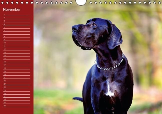 Produktbild: Deutsche Doggen / Geburtstagskalender (Wandkalender immerw&auml;hrend DIN A4 quer)