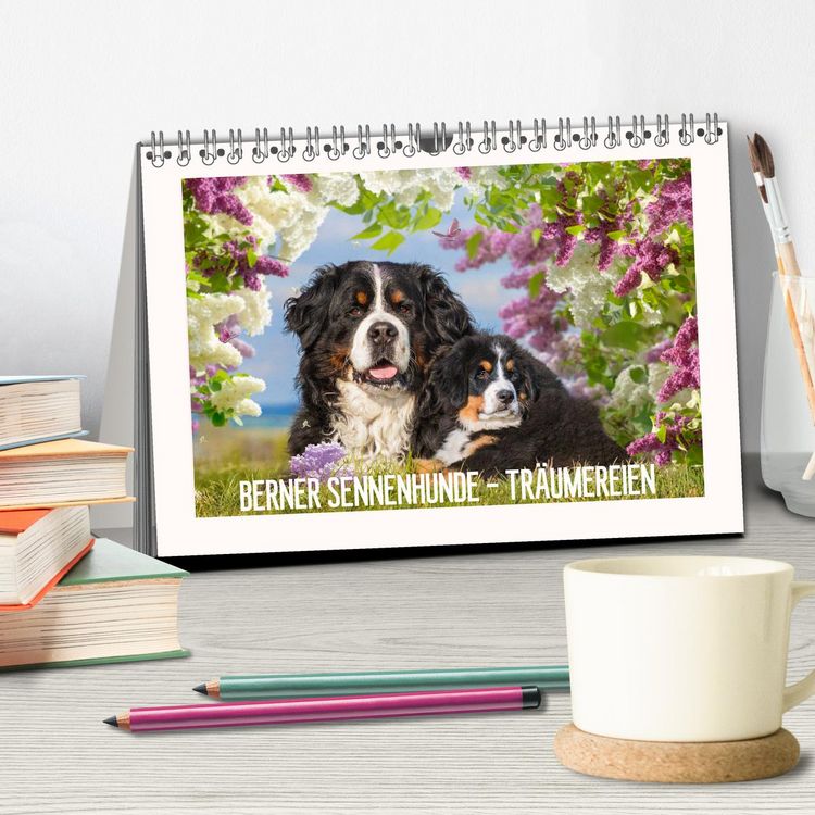 Produktbild: Berner Sennenhunde - Tr&auml;umereien (Tischkalender 2026 DIN A5 quer), CALVENDO Monatskalender