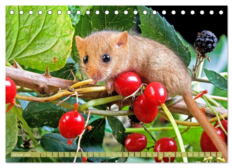 Produktbild: Wald-Kindergarten: Tierkinder im Wald (Tischkalender 2026 DIN A5 quer), CALVENDO Monatskalender
