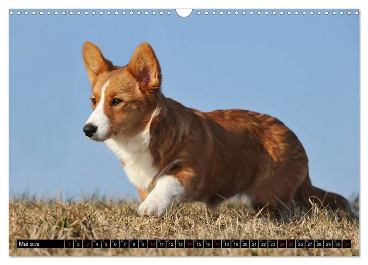 Produktbild: Welsh Corgi - Kobold auf 4 Pfoten (Wandkalender 2026 DIN A3 quer), CALVENDO Monatskalender