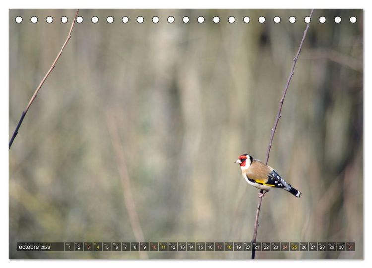Produktbild: Chardonnerets - Portraits d'une esp&egrave;ce &eacute;blouissante (Calendrier de bureau 2026 DIN A5 vertical), CALVENDO calendrier mensuel