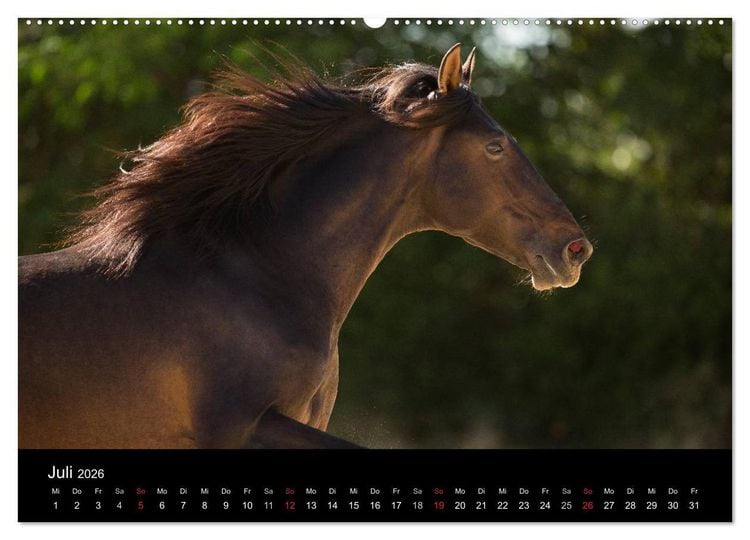 Produktbild: Spaniens stolze Pferde (hochwertiger Premium Wandkalender 2026 DIN A2 quer), Kunstdruck in Hochglanz