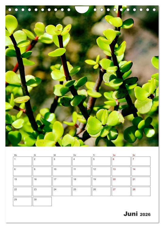 Produktbild: Dornige Sch&ouml;nheiten - Kakteen und Sukkulenten (Wandkalender 2026 DIN A4 hoch), CALVENDO Monatskalender