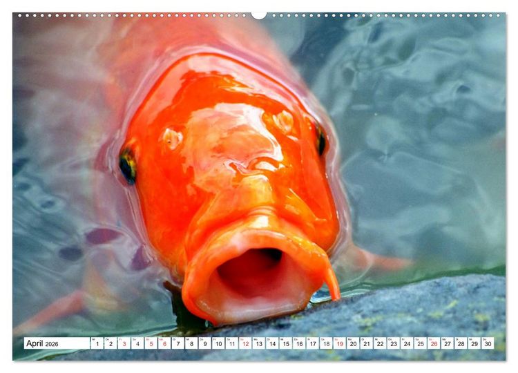 Produktbild: Koi Karpfen. Blickfang und Gl&uuml;cksbringer (hochwertiger Premium Wandkalender 2026 DIN A2 quer), Kunstdruck in Hochglanz