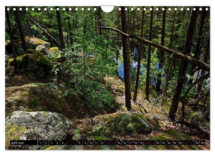 Produktbild: Tiveden, der NatURWALD in Schweden (Wandkalender 2026 DIN A4 quer), CALVENDO Monatskalender