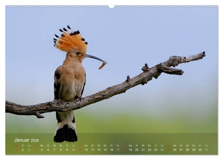 Produktbild: Wiedehopf (hochwertiger Premium Wandkalender 2026 DIN A2 quer), Kunstdruck in Hochglanz