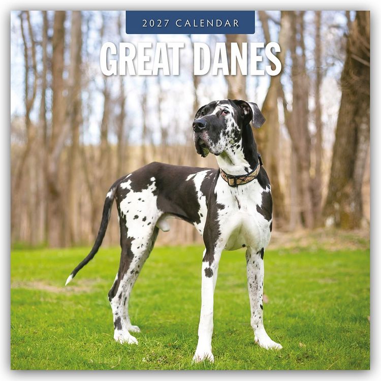Produktbild: Great Danes &ndash; Deutsche Dogge 2027 &ndash; 16-Monatskalender