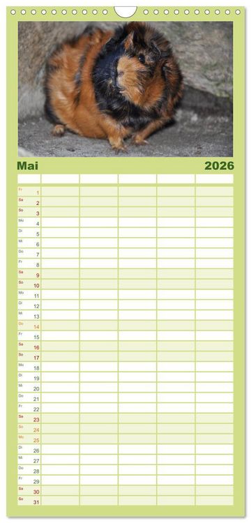 Produktbild: Familienplaner 2026 - Meerschweinchen Niedliche Herzensbrecher mit 5 Spalten (Wandkalender, 21 x 45 cm) CALVENDO