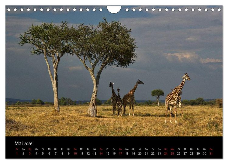 Produktbild: GIRAFFEN - Liebliche Riesen der afrikanischen Savanne (Wandkalender 2026 DIN A4 quer), CALVENDO Monatskalender