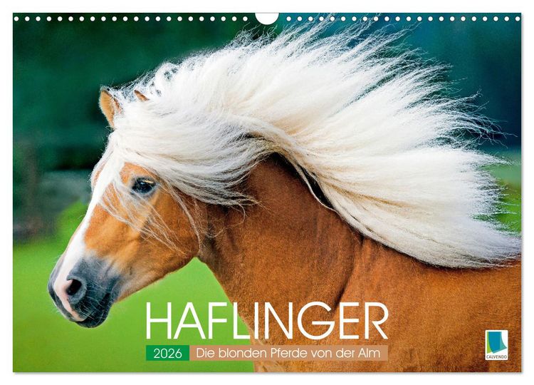 Produktbild: Haflinger: Die blonden Pferde von der Alm (Wandkalender 2026 DIN A3 quer), CALVENDO Monatskalender