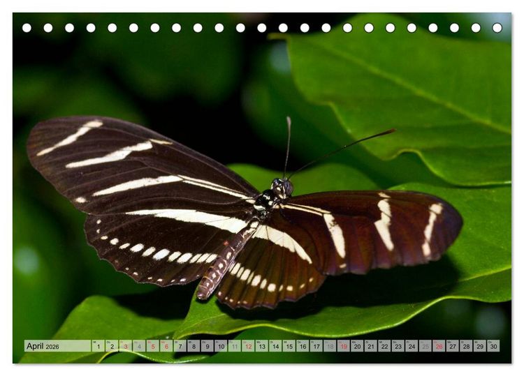 Produktbild: Schmetterlinge - zarte Gesch&ouml;pfe der Natur (Tischkalender 2026 DIN A5 quer), CALVENDO Monatskalender