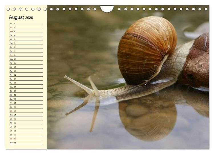 Produktbild: Schnecken. Witzige Schleimer (Wandkalender 2026 DIN A4 quer), CALVENDO Monatskalender