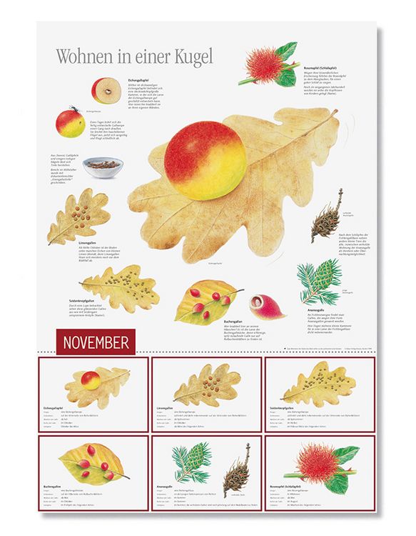 Produktbild: Natur erleben durch das Jahr - 2