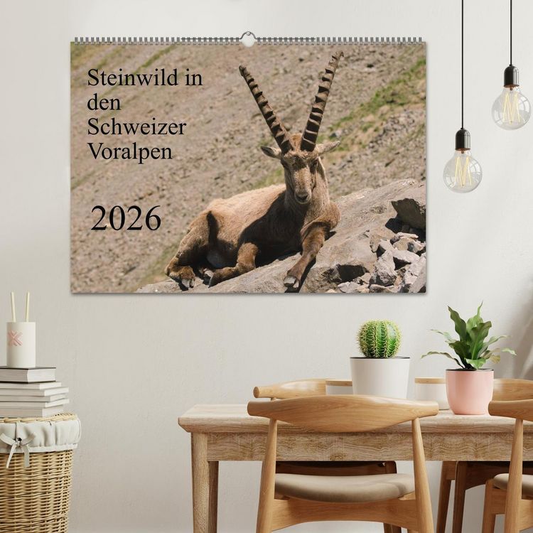 Produktbild: Steinwild in den Schweizer Voralpen (Wandkalender 2026 DIN A2 quer), CALVENDO Monatskalender