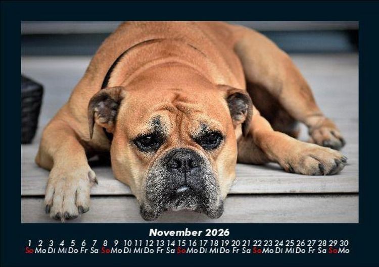 Produktbild: Hundezauber 2026 Fotokalender DIN A5