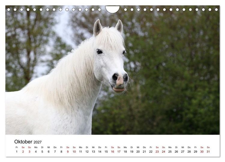 Produktbild: Pferde - im Galopp durch's Jahr 2027 (Wandkalender 2027 DIN A4 quer), CALVENDO Monatskalender