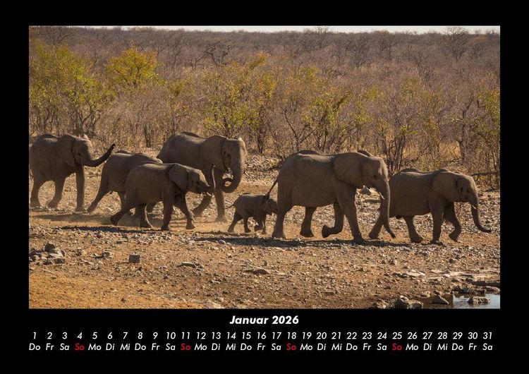 Produktbild: Der Elefantenkalender 2026 Fotokalender DIN A3