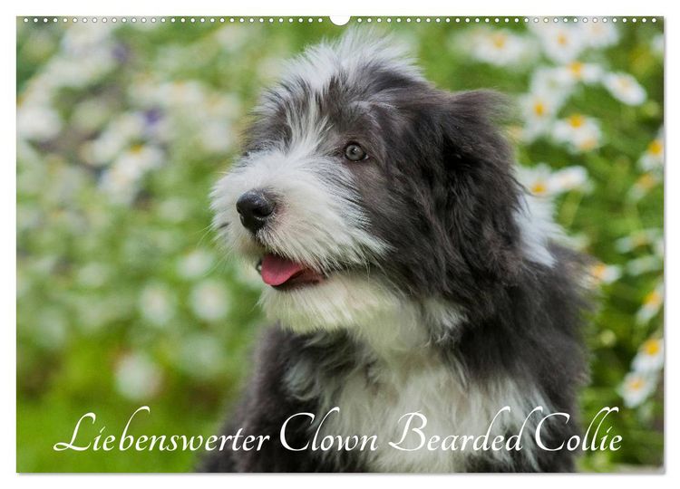 Produktbild: Liebenswerter Clown Bearded Collie (Wandkalender 2026 DIN A2 quer), CALVENDO Monatskalender