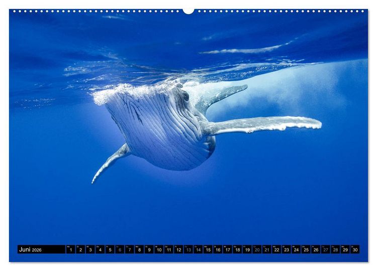 Produktbild: Die blaue Welt der Wale (hochwertiger Premium Wandkalender 2026 DIN A2 quer), Kunstdruck in Hochglanz