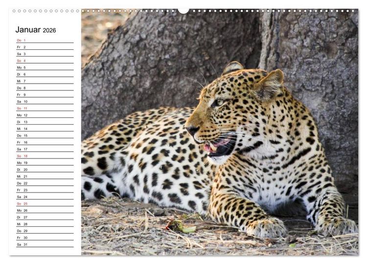 Produktbild: Leoparden. Elegante J&auml;ger (Wandkalender 2026 DIN A2 quer), CALVENDO Monatskalender