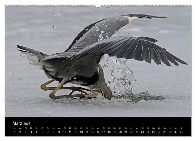 Produktbild: Aus dem Leben der Graureiher (hochwertiger Premium Wandkalender 2026 DIN A2 quer), Kunstdruck in Hochglanz