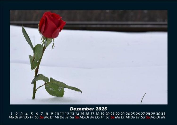 Produktbild: Rosentraum 2025 Fotokalender DIN A5