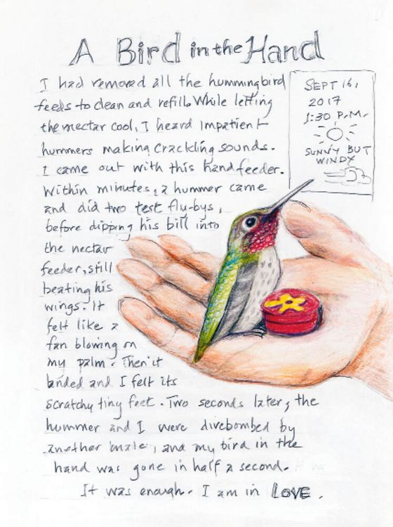 Produktbild: The Backyard Bird Chronicles