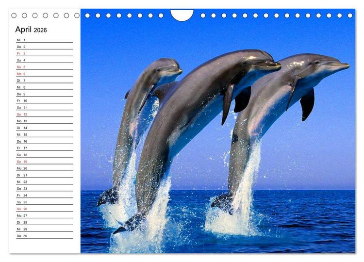 Produktbild: Delfine - L&auml;chelnde Intelligenz (Wandkalender 2026 DIN A4 quer), CALVENDO Monatskalender